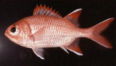 Whitespot soldierfish (Myripristis woodsi)