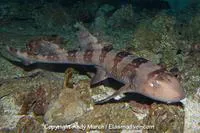 Whitespotted bambooshark (Chiloscyllium plagiosum)