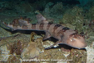 Whitespotted bambooshark (Chiloscyllium plagiosum)