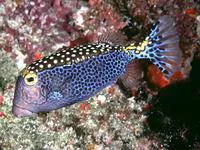 Whitespotted boxfish (Ostracion meleagris)