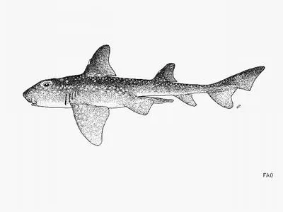 Whitespotted bullhead shark (Heterodontus ramalheira)