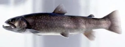 Whitespotted char (Salvelinus leucomaenis leucomaenis)