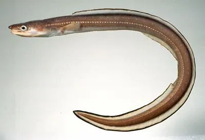 Whitespotted conger (Conger myriaster)
