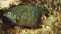 Whitespotted devil (Plectroglyphidodon lacrymatus)