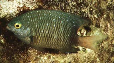 Whitespotted devil (Plectroglyphidodon lacrymatus)