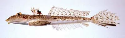 Whitespotted dragonet (Callionymus beniteguri)