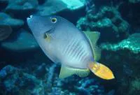 Whitespotted filefish (Cantherhines dumerilii)