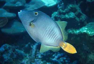 Whitespotted filefish (Cantherhines dumerilii)
