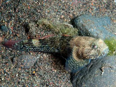Whitespotted frillgoby (Bathygobius coalitus)
