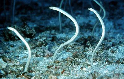 Whitespotted garden eel (Gorgasia maculata)