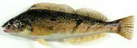 Whitespotted greenling (Hexagrammos stelleri)