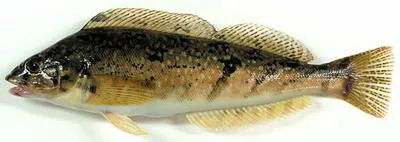 Whitespotted greenling (Hexagrammos stelleri)