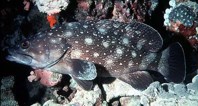 Whitespotted grouper (Epinephelus coeruleopunctatus)