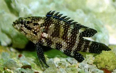 Whitespotted longfin (Plesiops nigricans)