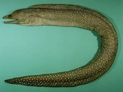 Whitespotted moray (Gymnothorax johnsoni)