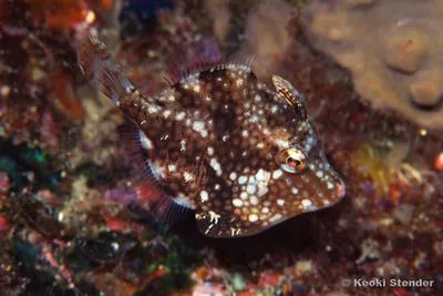Whitespotted pygmy filefish (Rudarius ercodes)
