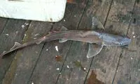 Whitespotted smooth-hound (Mustelus palumbes)