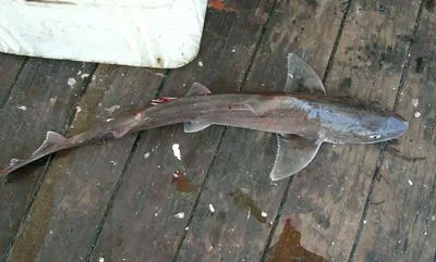 Whitespotted smooth-hound (Mustelus palumbes)