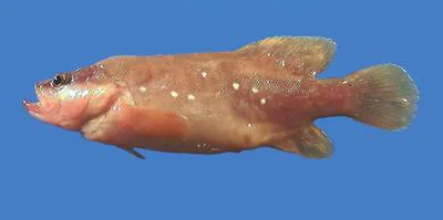 Whitespotted soapfish (Rypticus maculatus)