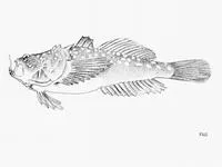 Whitespotted stargazer (Uranoscopus polli)