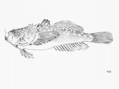 Whitespotted stargazer (Uranoscopus polli)
