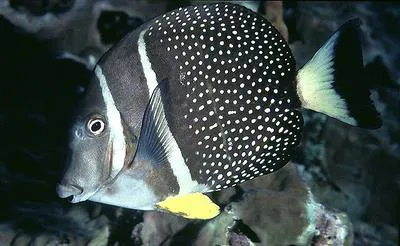 Whitespotted surgeonfish (Acanthurus guttatus)