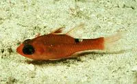 Whitestar cardinalfish (Apogon lachneri)