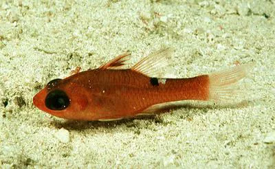 Whitestar cardinalfish (Apogon lachneri)