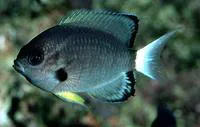 Whitetail chromis (Chromis leucura)
