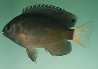 Whitetail damsel (Pomacentrus chrysurus)