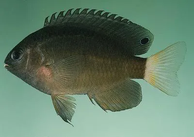 Whitetail damsel (Pomacentrus chrysurus)