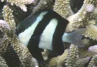 Whitetail dascyllus (Dascyllus aruanus)
