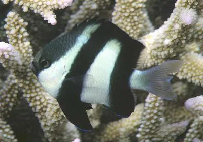 Whitetail dascyllus (Dascyllus aruanus)