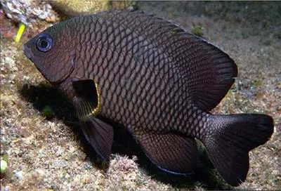 Whitetail major (Stegastes leucorus)