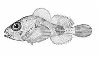 Whitetail sculpin (Malacocottus aleuticus)