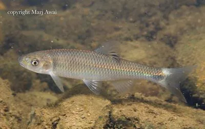 Whitetail shiner (Cyprinella galactura)
