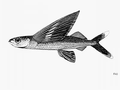 Whitetip flyingfish (Cheilopogon xenopterus)