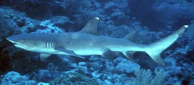 Whitetip reef shark (Triaenodon obesus)