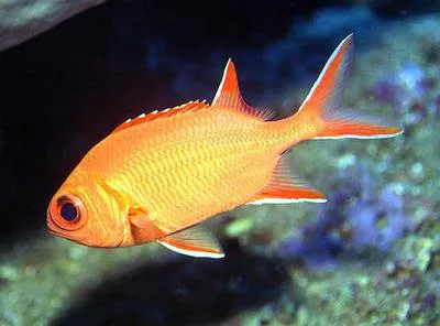 Whitetip soldierfish (Myripristis vittata)