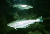 Whiting (Merlangius merlangus)