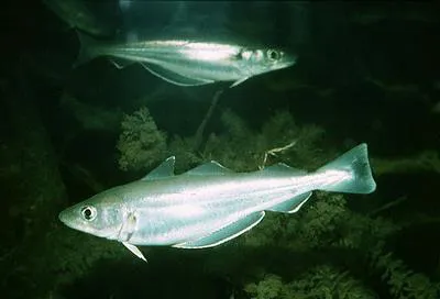 Whiting (Merlangius merlangus)