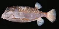Whitley's box (Ostracion whitleyi)