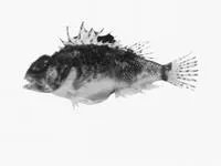 Whitley's scorpionfish (Maxillicosta whitleyi)
