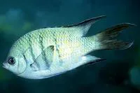 Whitley's sergeant (Abudefduf whitleyi)
