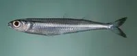 Whitley's silverside (Hypoatherina tropicalis)