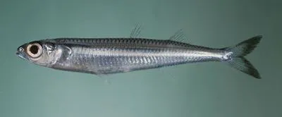 Whitley's silverside (Hypoatherina tropicalis)