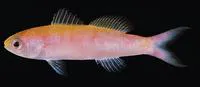 Whitley's splitfin (Luzonichthys whitleyi)