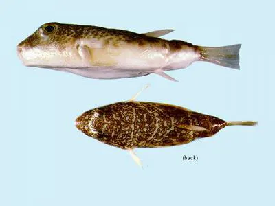 Whitley's toadfish (Torquigener whitleyi)