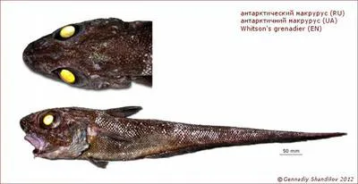 Whitson's grenadier (Macrourus whitsoni)