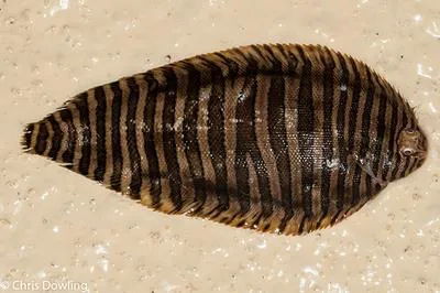 Wicker work sole (Zebrias craticula)